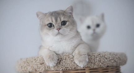 Британская