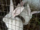 Кролики ризен на смс не отвечаем звоните объявление продам