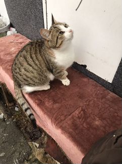 Котик в добрые руки