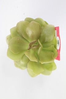 Жирянка Весер (горшок 9см)