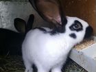 Кролики породы Немецкий пестрый великан (Строкач) объявление продам