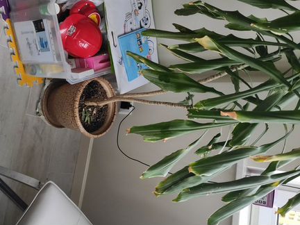 Комнатный цветок Юкка