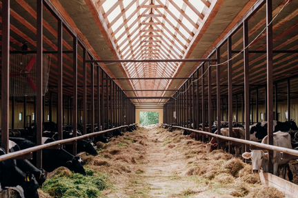 Молоко, сметана, творог, йогурт, масло