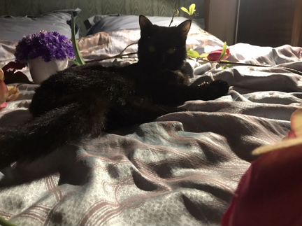 Кошка на вязку с золотой шиншиллой