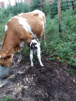 Корова дойная молочная с теленком - фотография № 5