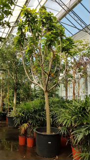 Баррингтония Азиатская H-700 см