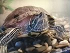 Черепаха с большим аквариумом