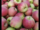 Сбор яблок в саду объявление продам
