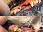 Гигиеническая чистка зубов собакам