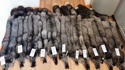 Мех сибирской чернобурой лисы