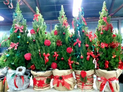 Ель живая в горшочке 90см