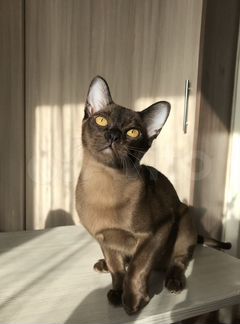 Бурманский котенок