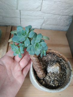 Эхеверия Изящная