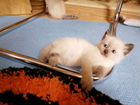 Тайские котята метисы объявление продам