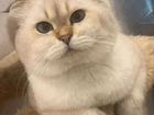Шотландский кот вязка объявление продам