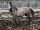 Продаются лошади, Тверская область, 60-70 тыс объявление продам