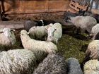 Овцы бараны телята мясо