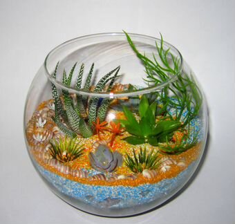 Флорариум с африканскими цветшими суккулентами