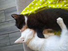 Ла-перм лаперм котята метисы объявление продам