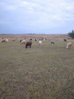 Овцы,бараны, ярки - фотография № 1