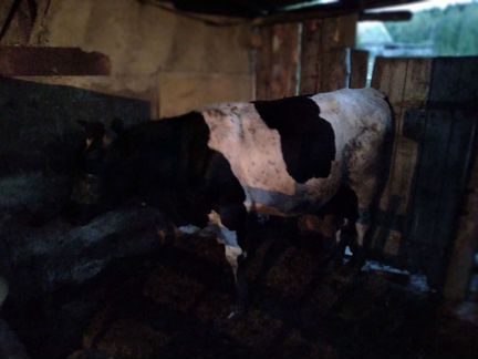 Продаю корову и быка на мясо - фотография № 2