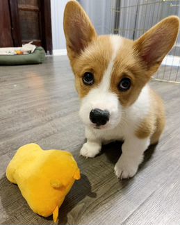 Вельш корги щенок