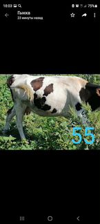 Коровы и телята: 8мес,6мес,4 мес - фотография № 5