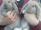 Кролики фр.баран