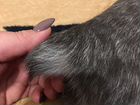 Котенок породы «Курильский бобтейл» объявление продам