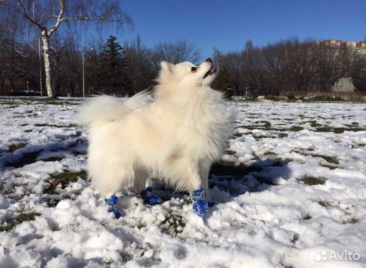 животные люберец