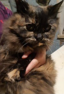 Котенок от персидской кошки