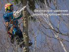 Спилить, обрезать, удалить деревья в Дмитрове объявление продам