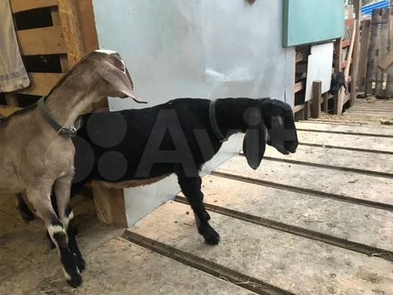 Англо-Нубийские козы