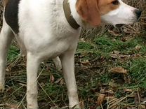 Гончую на авито в воронежской. Отлов бездомных животных. Продаю русскую гончую. Выжлецы русской пегой гончей. Гончие собаки на авито.