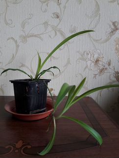 Хлорофитум