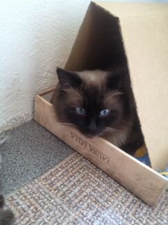 Вязка с котом