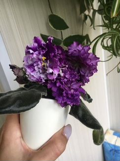 Листовые черенки