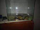 Красноухая черепаха с аквариумом обмен на рыбок с