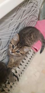 Кошка