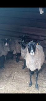 Овцы бараны ягнята - фотография № 1