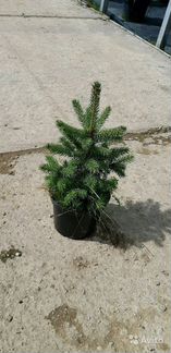 Ель голубая саженцы 20-25см