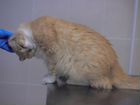 Стерилизованная персиковая кошка, красавица объявление продам